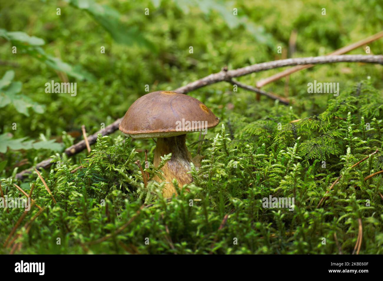 Wild Boletus Pinophilus mushroom growing on lush green moss in a forest