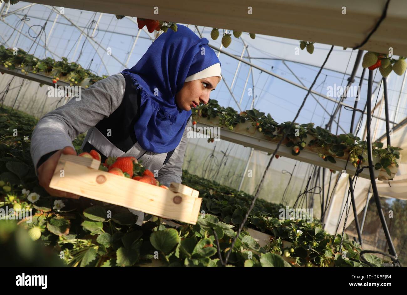A Palestinian girl Waed Ali, 24, collects strawberry in her field in the town of Beit Hanoun, northern Gaza Strip on January 15, 2020. Hanging Strawberry succeeded for the first time in Beit Hanoun northern Gaza Strip. (Photo by Majdi Fathi/NurPhoto) Stock Photo