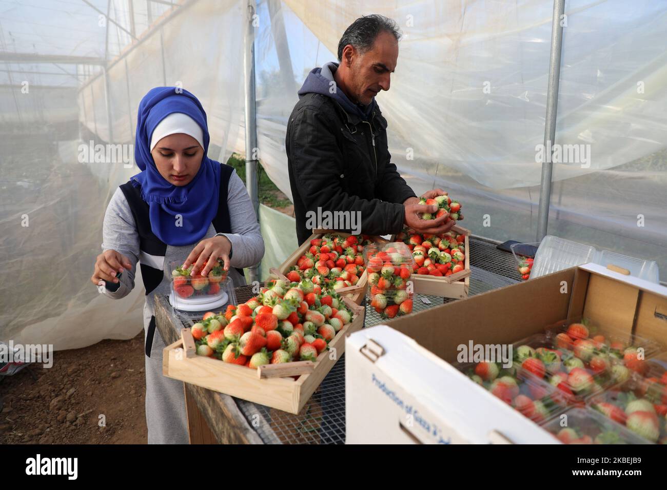 A Palestinian girl Waed Ali, 21, weighs strawberries in her field in the town of Beit Hanoun, northern Gaza Strip on January 15, 2020. Hanging Strawberry succeeded for the first time in Beit Hanoun northern Gaza Strip. (Photo by Majdi Fathi/NurPhoto) Stock Photo