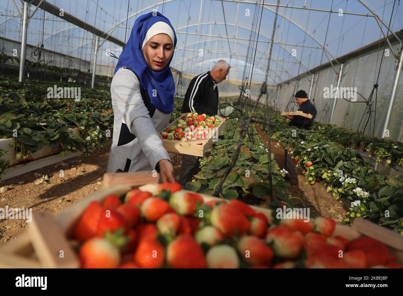 A Palestinian girl Waed Ali, 24, collects strawberry in her field in the town of Beit Hanoun, northern Gaza Strip on January 15, 2020. Hanging Strawberry succeeded for the first time in Beit Hanoun northern Gaza Strip. (Photo by Majdi Fathi/NurPhoto) Stock Photo