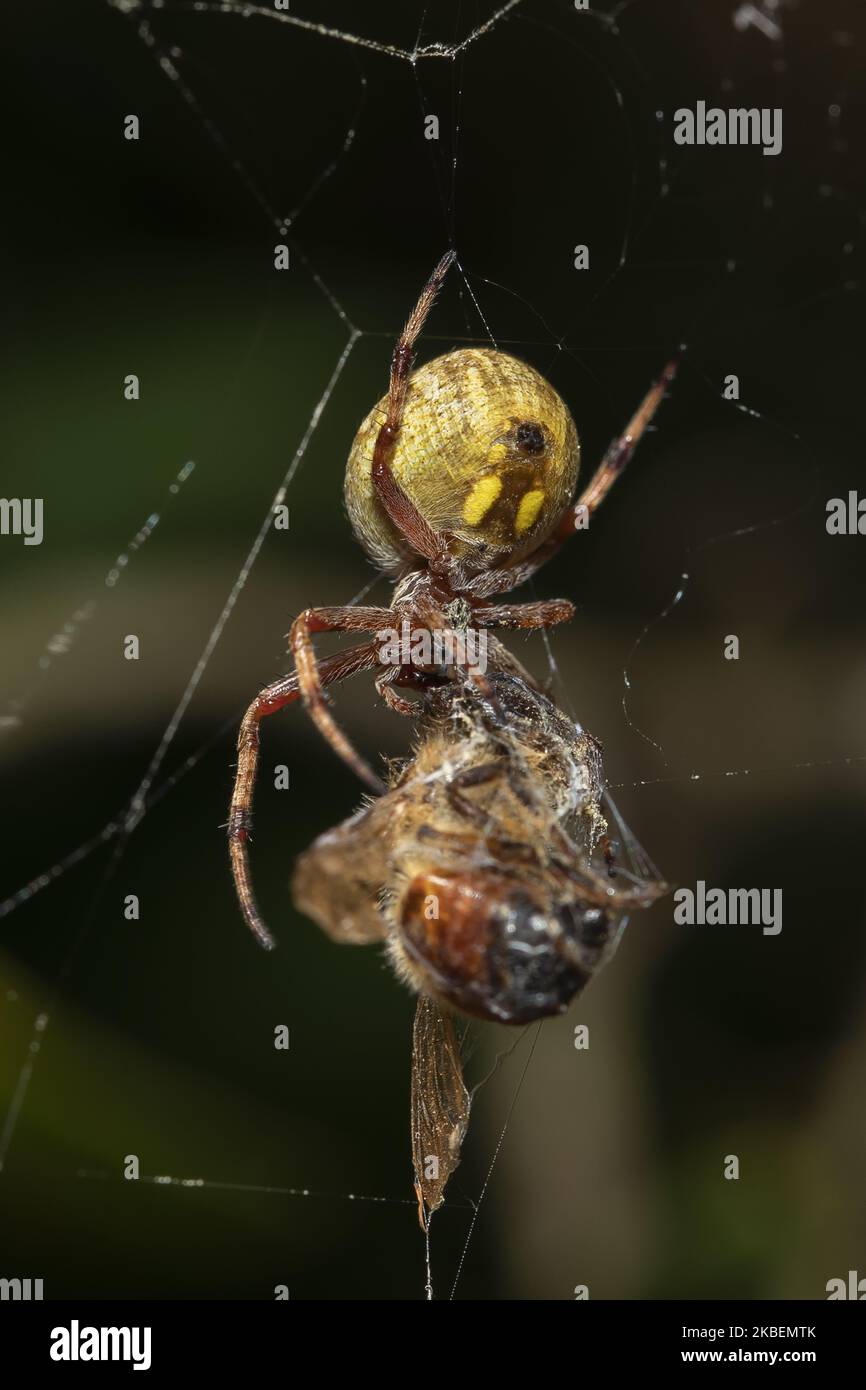 Garden orbweb spider hires stock photography and images Alamy