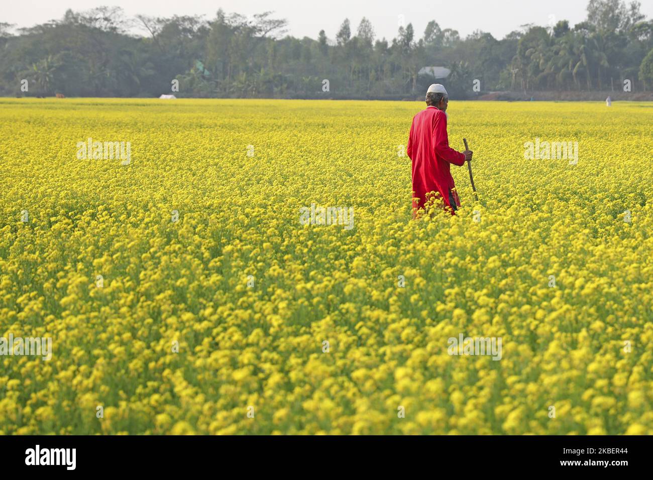 A old man is crossing in a mustard field at Munshiganj Bangladesh on January 17, 2020. (Photo by Kazi Salahuddin Razu/NurPhoto) Stock Photo