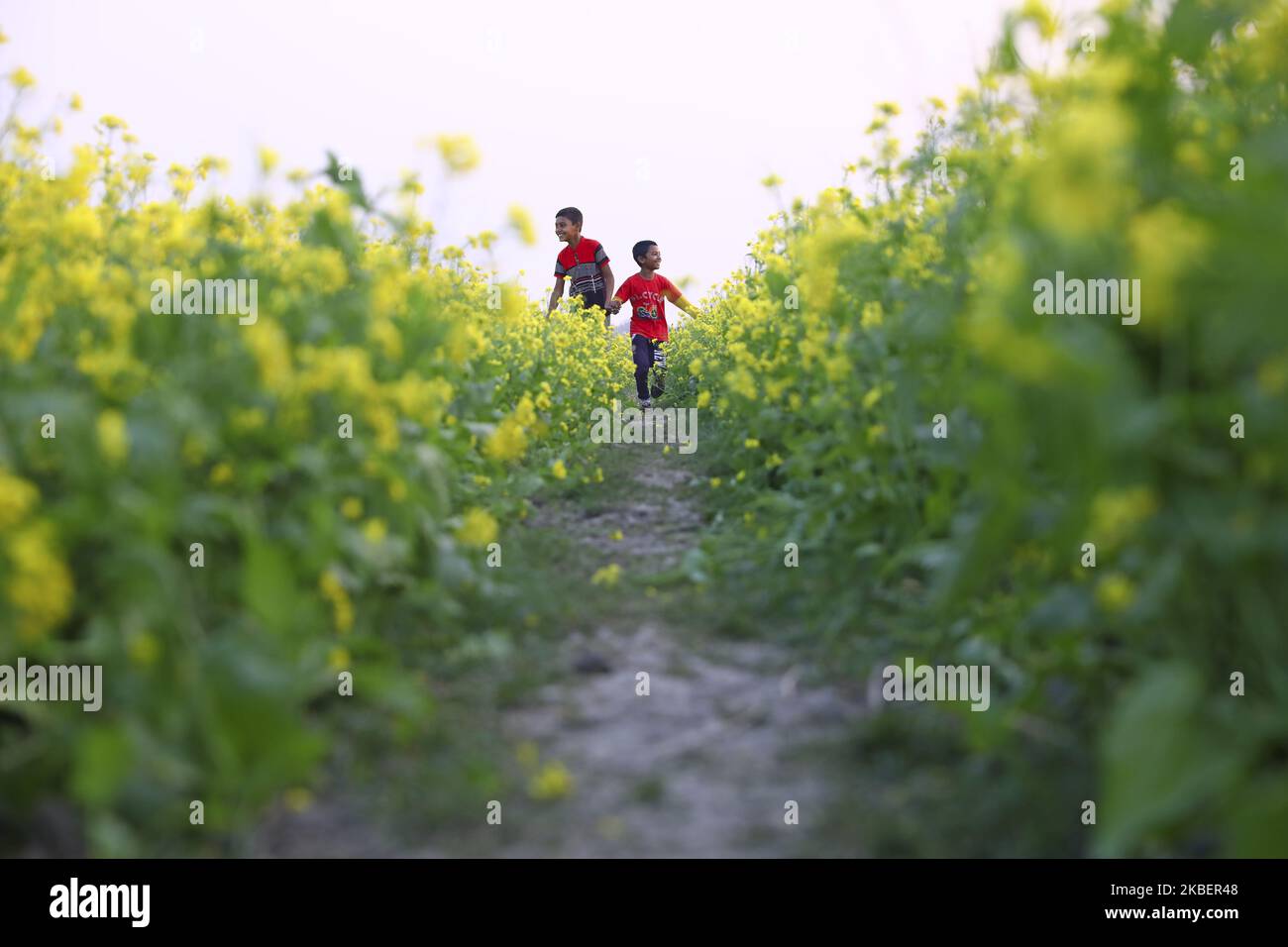 Two boys are running in a mustard field at Munshiganj Bangladesh on January 17, 2020. (Photo by Kazi Salahuddin Razu/NurPhoto) Stock Photo