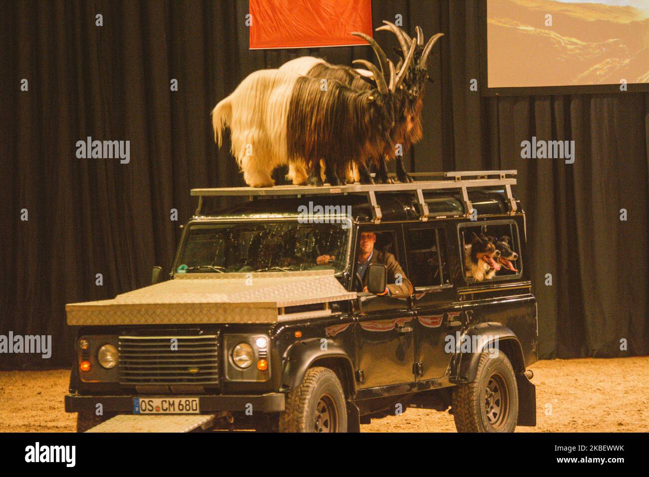 Goats are on the top of car during the dog live gala 2020 in Munster