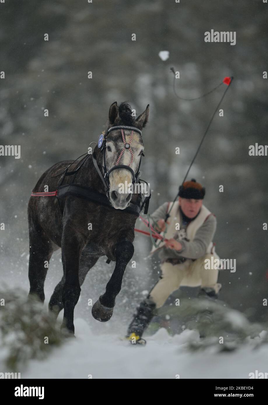 Daniel Gasienica skiing behind 'Szafir', in category skiring (skier behind a horse without rider), during the 2020 Edition of Kumoterki in Poronin Kumoterki. On Sunday, January 19, 2019, in Male Ciche Lichajowki, Poronin, Poland. (Photo by Artur Widak/NurPhoto) Stock Photo