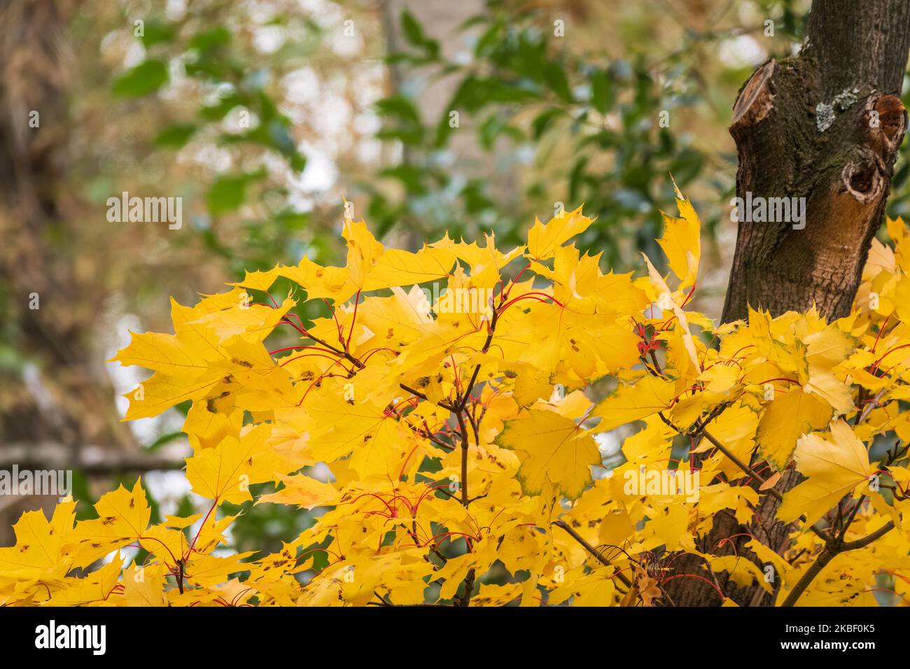 Maple branches with yellow leaves in autumn, in the light of sunset ...
