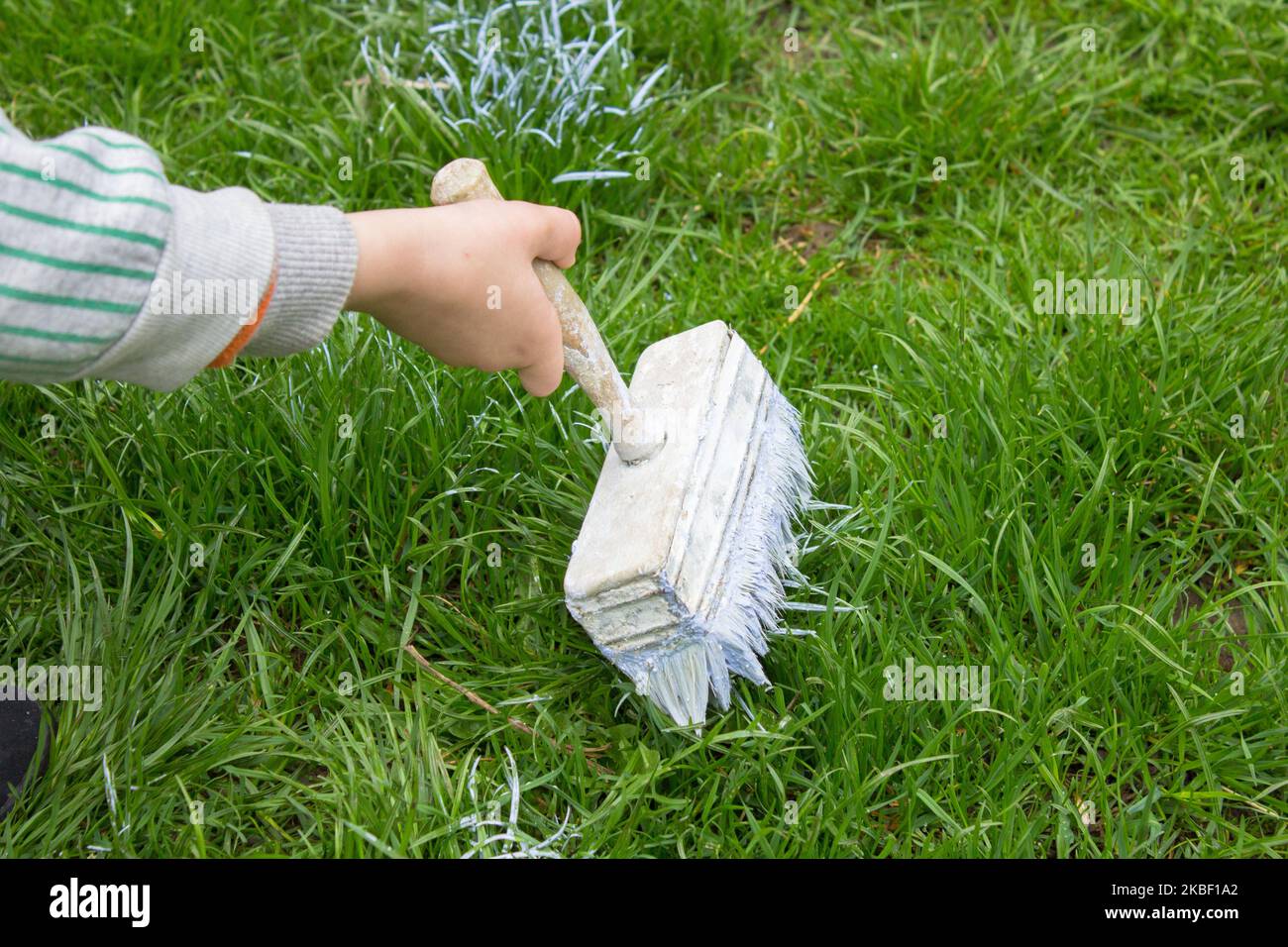 holding a brush over the grass and lime whitewash Stock Photo