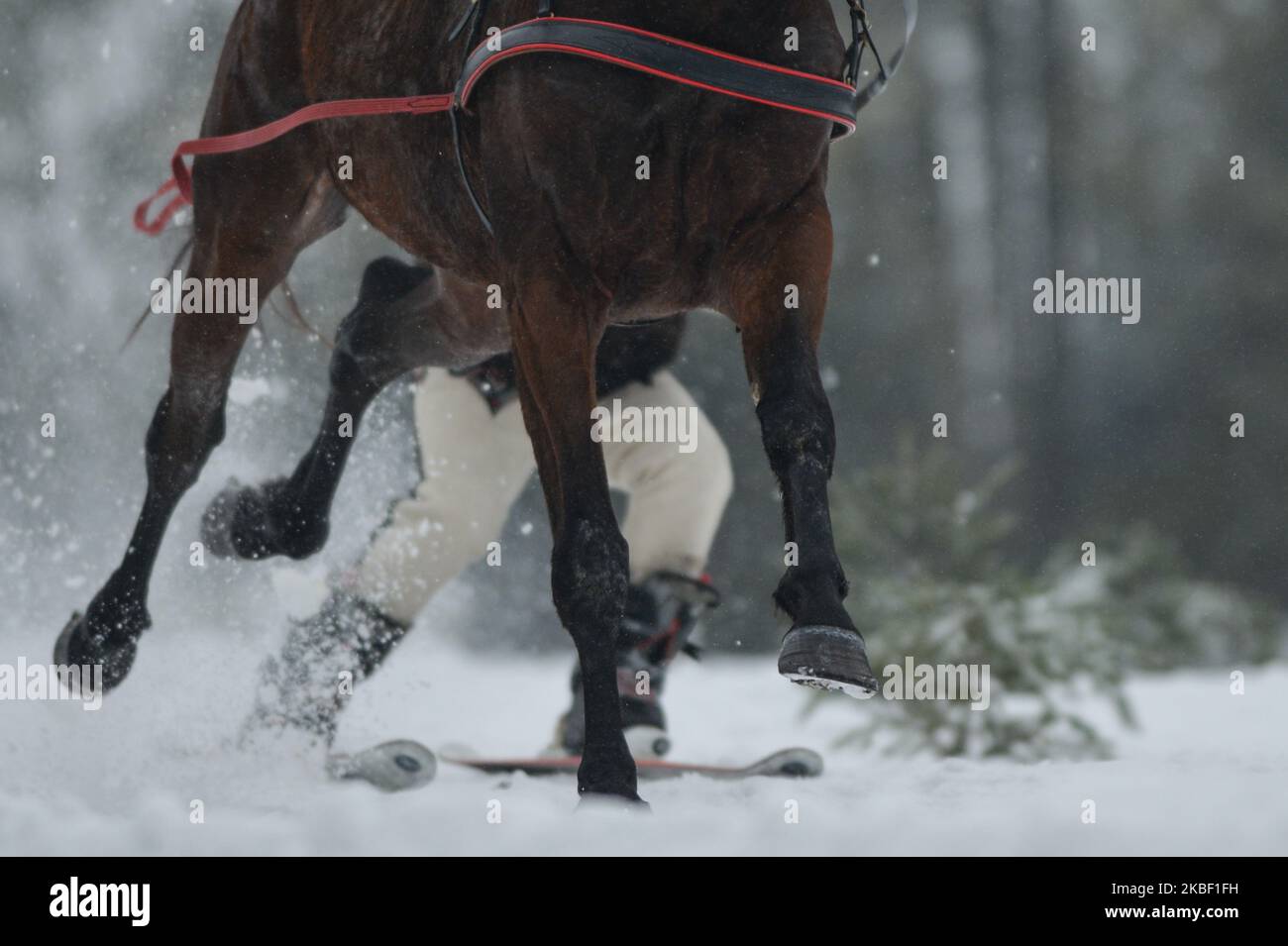 Stanislaw Rzadkosz-Pulka skiing behind 'Dworny Pan', in category skiring (skier behind a horse without rider), during the 2020 Edition of Kumoterki in Poronin Kumoterki. On Sunday, January 19, 2019, in Male Ciche Lichajowki, Poronin, Poland. (Photo by Artur Widak/NurPhoto) Stock Photo