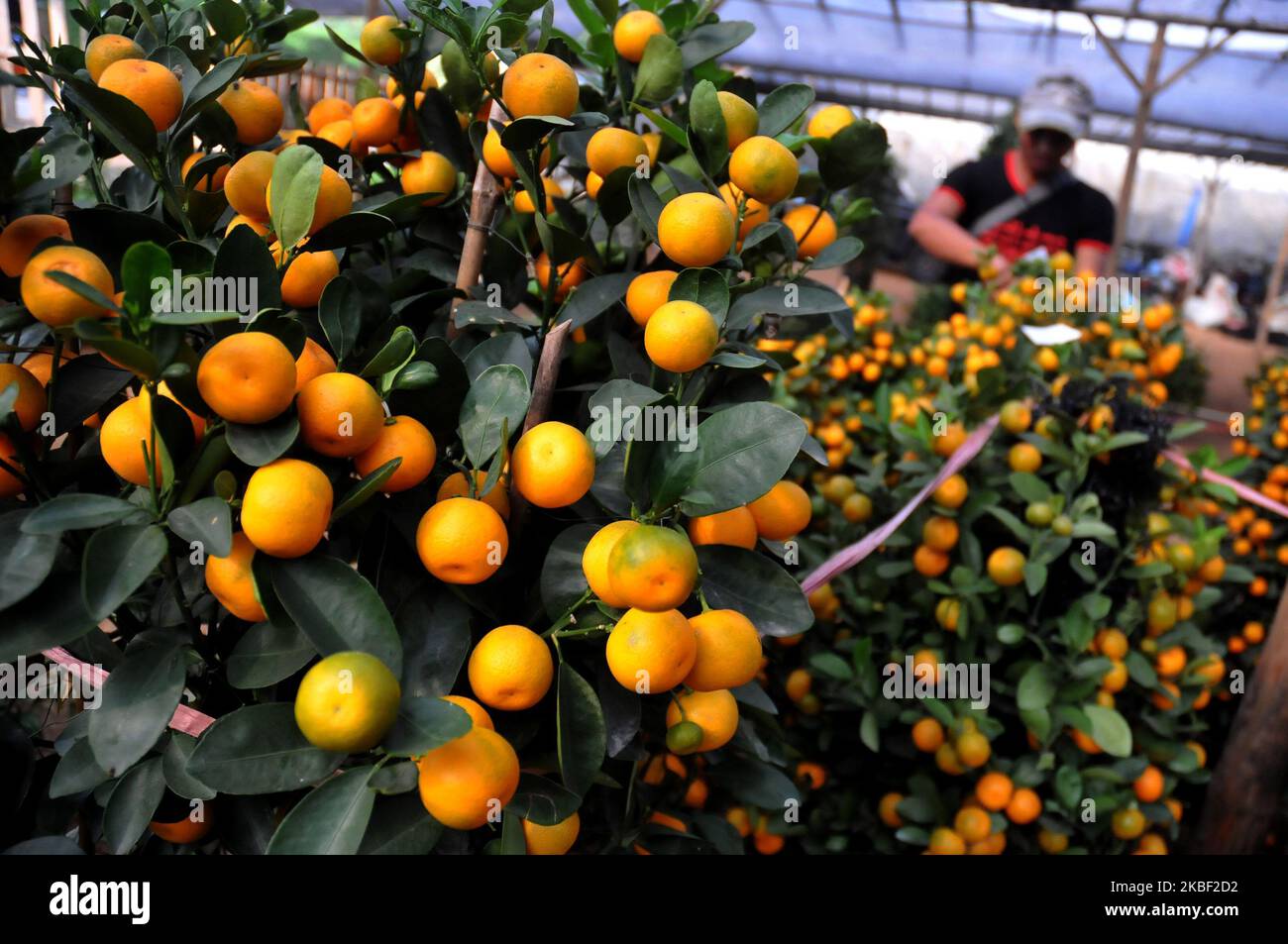 Traders take care of the Chinese lime fruit trees in the Meruya area, Jakarta on January, 20, 2020. Many requests ahead of the Chinese New Year have increased due to a symbol of good luck. (Photo by Dasril Roszandi/NurPhoto) Stock Photo