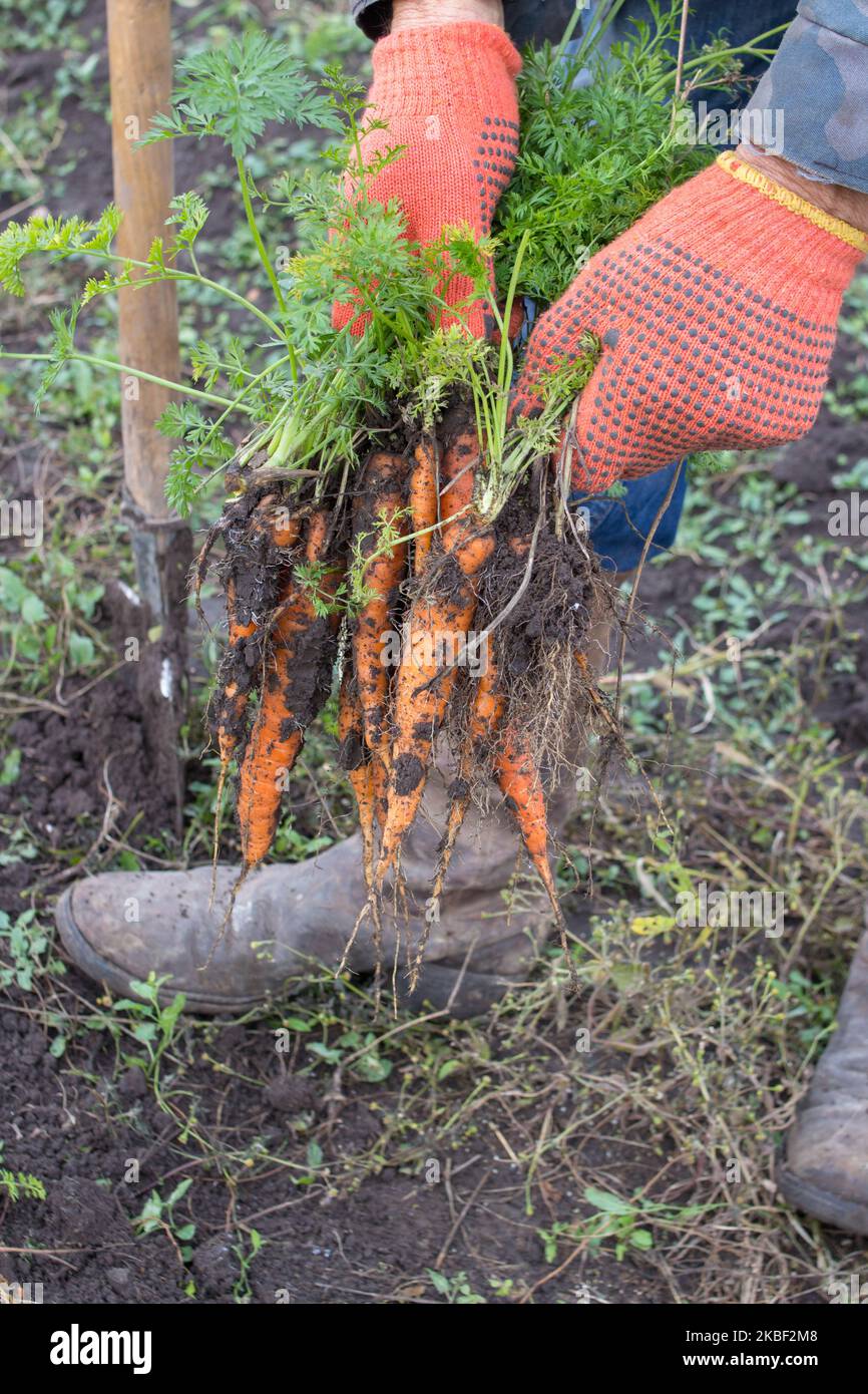 Hand of elderly man pulling ecologically grown carrots from the garden. Shallow depth of focus. Concept agro culture. Stock Photo