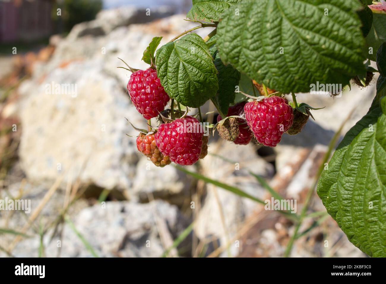 on a stone grows a raspberry bush in the summer Stock Photo - Alamy