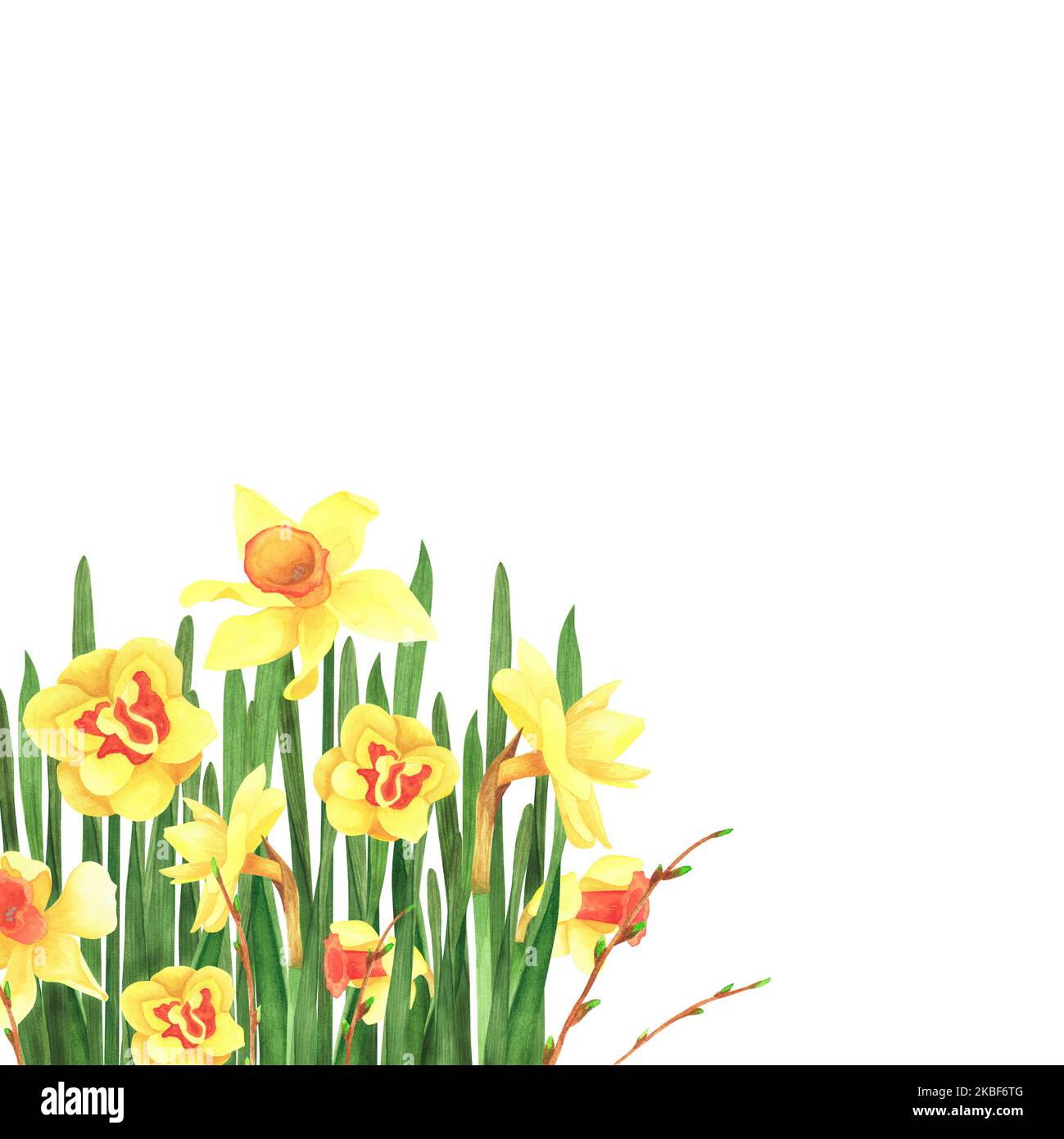 Set spring flowers daffodils and Forsythia isolated on white background ...