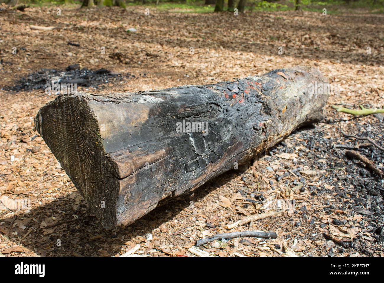 lies in the forest charred tree on the leaves fallen Stock Photo