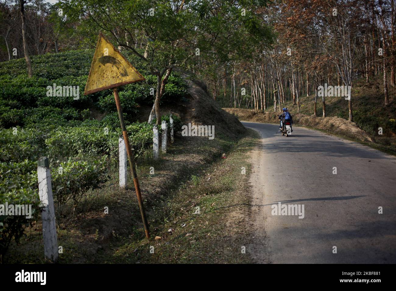 A man ride on a bike at a street of a tea garden at Sreemangal, Bangladesh on 24 January 2020. (Photo by Syed Mahamudur Rahman/NurPhoto) Stock Photo
