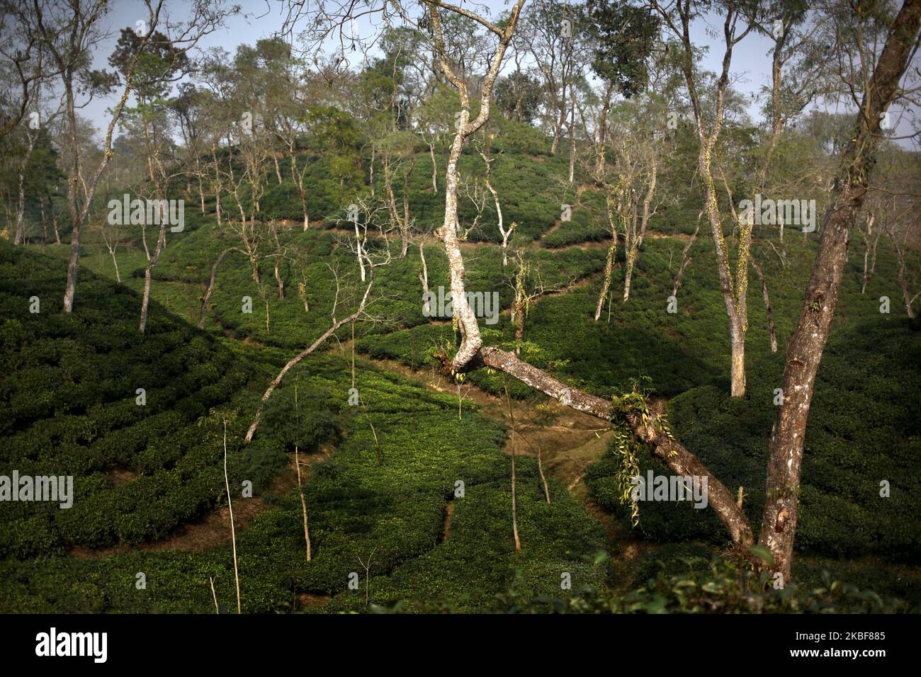 A view of a tea garden at Sreemangal, Bangladesh on 24 January 2020. (Photo by Syed Mahamudur Rahman/NurPhoto) Stock Photo