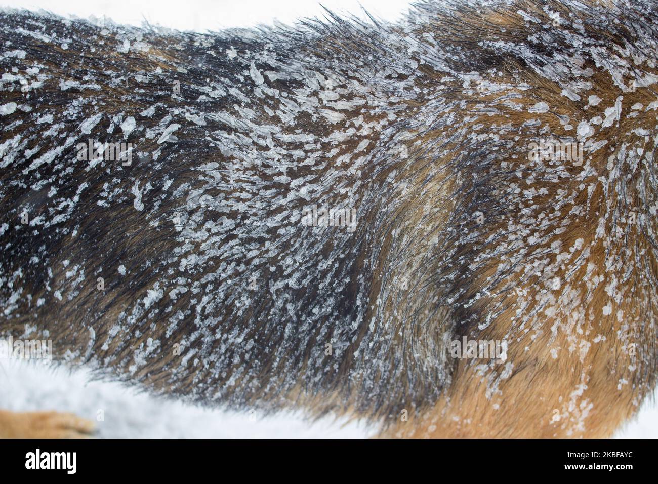 close-up dog hair with snow and ice Stock Photo