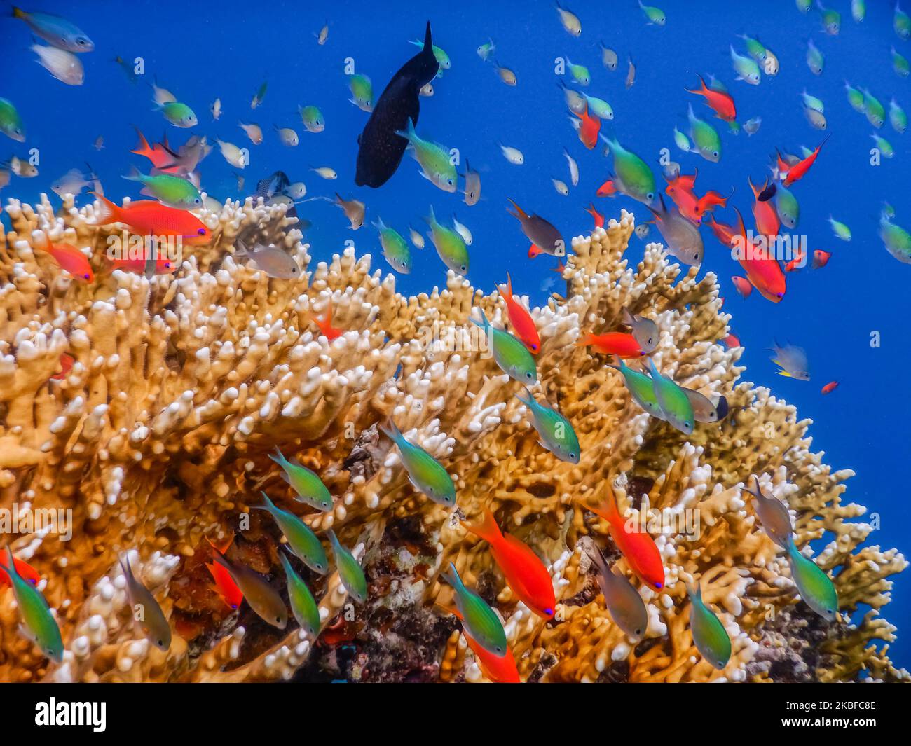 beautiful sealife while diving in the red sea on vacation in egypt detail view Stock Photo