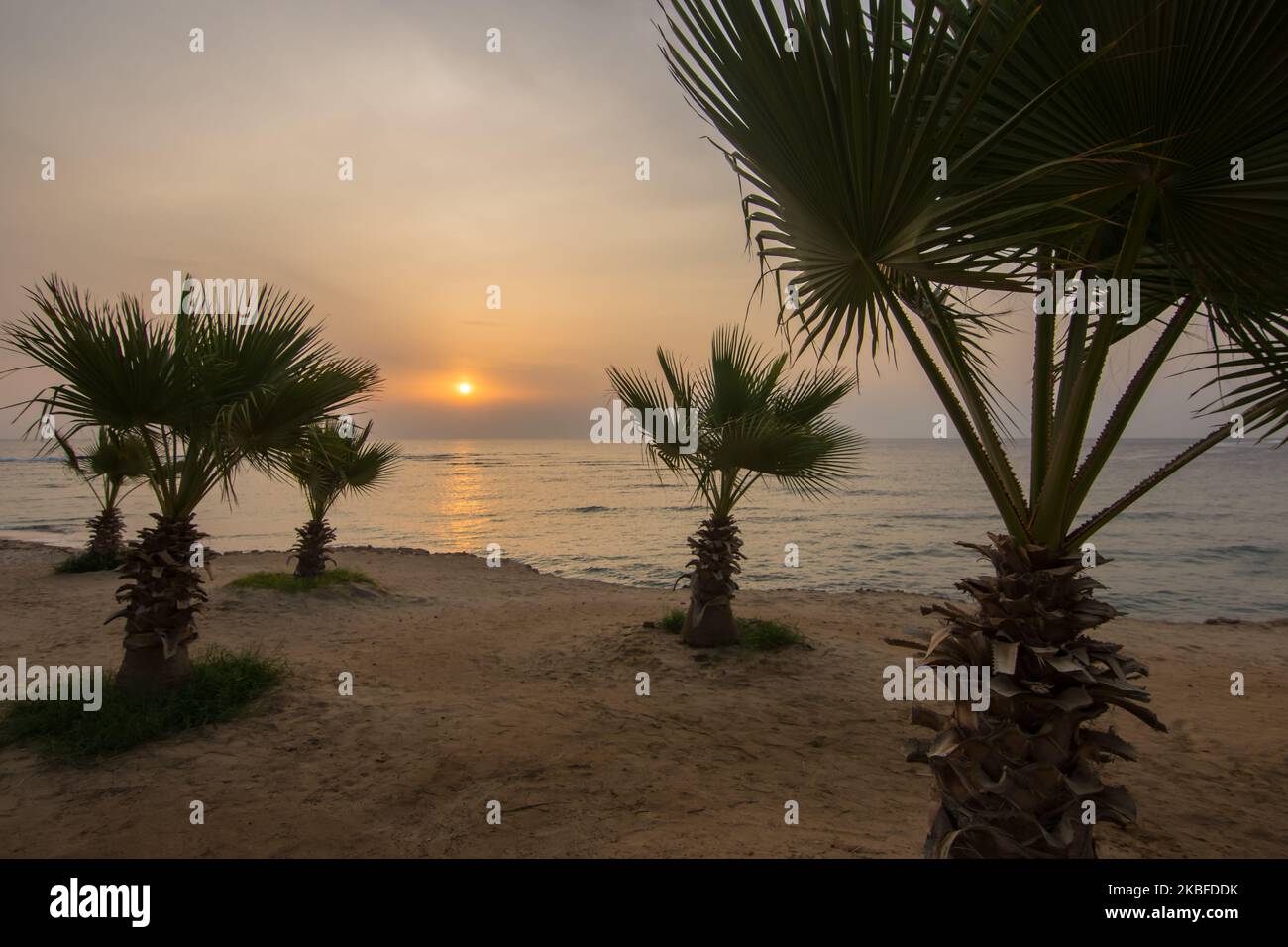 many little palm trees during sunrise at the beach in egypt Stock Photo