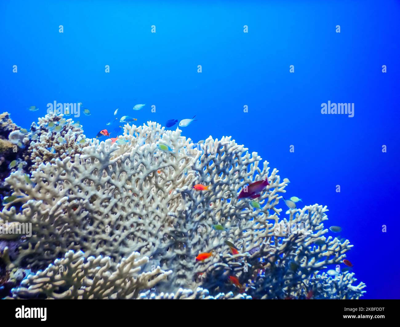 fragile corals with lot of little different colorful fishes in blue water Stock Photo