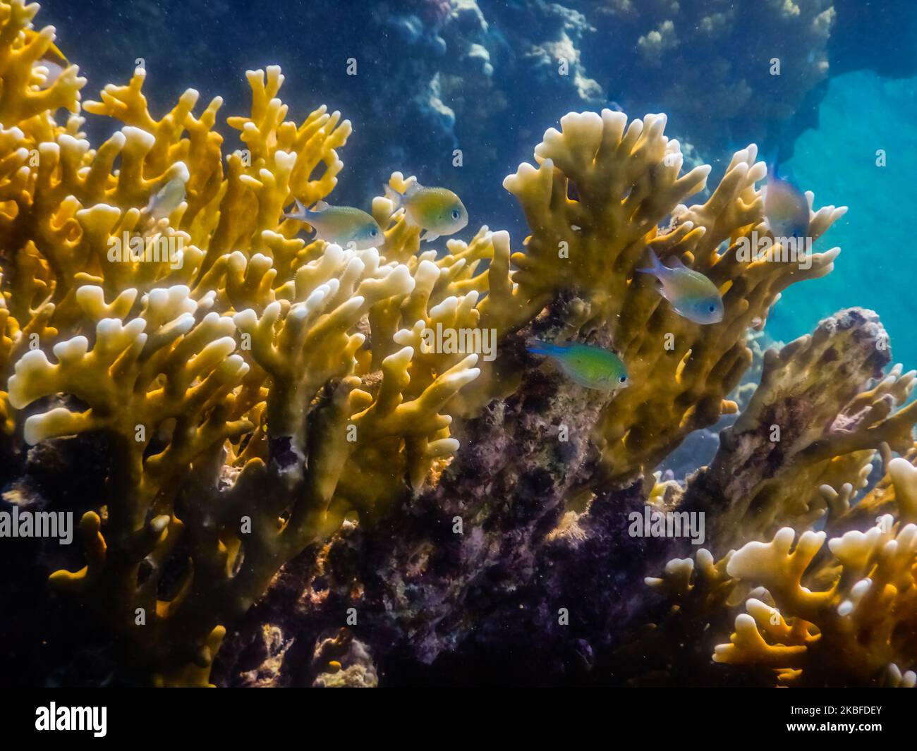 little fishes near a yellow coral in egypt Stock Photo