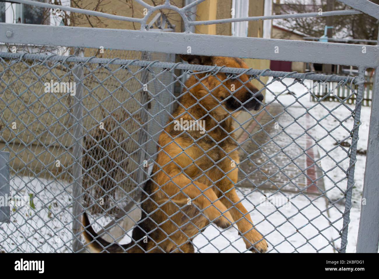 shepherd dog jumps behind a gate in the courtyard Stock Photo Alamy