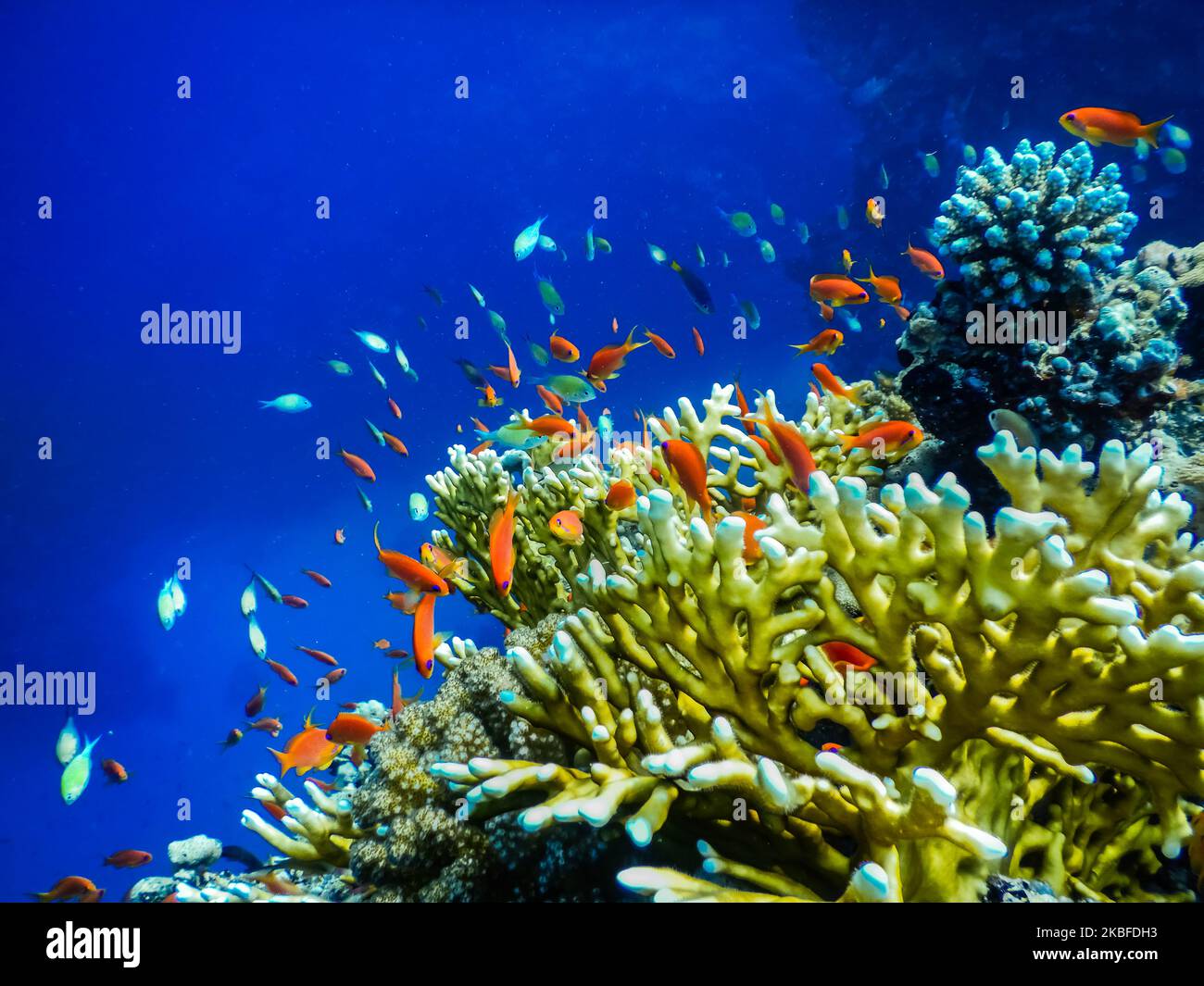 many different colorful fishes near corals in blue seawater while diving Stock Photo