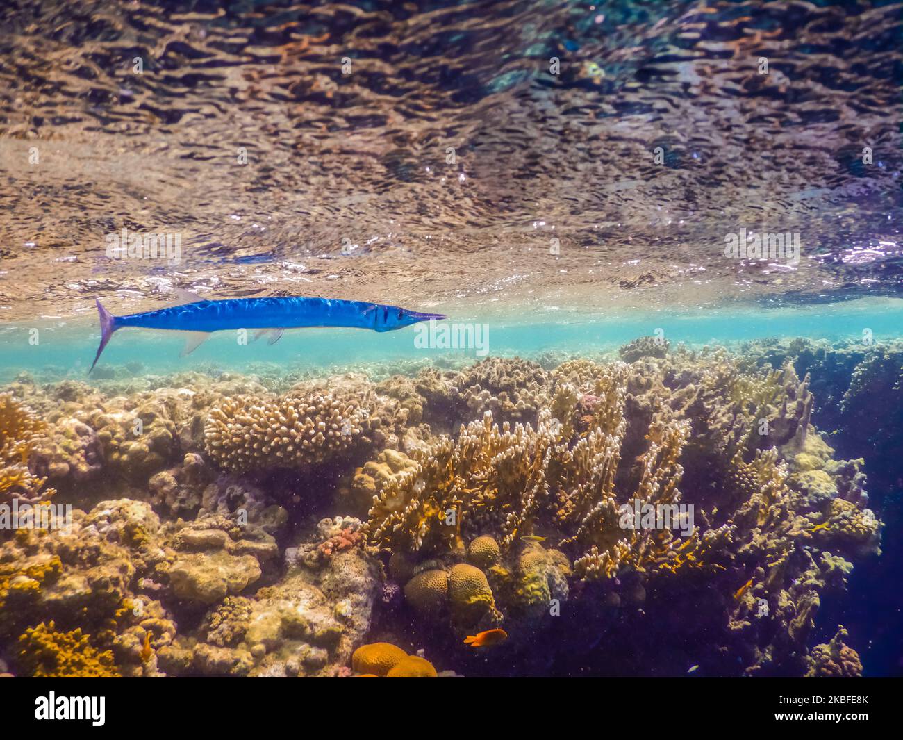red sea rooster fish close the water surface in shallow water of the sea Stock Photo