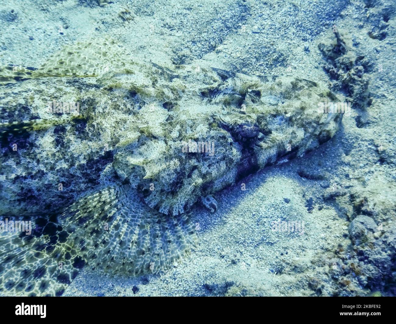portrait view from a large crocodile fish on the seabed in the red sea from egypt Stock Photo