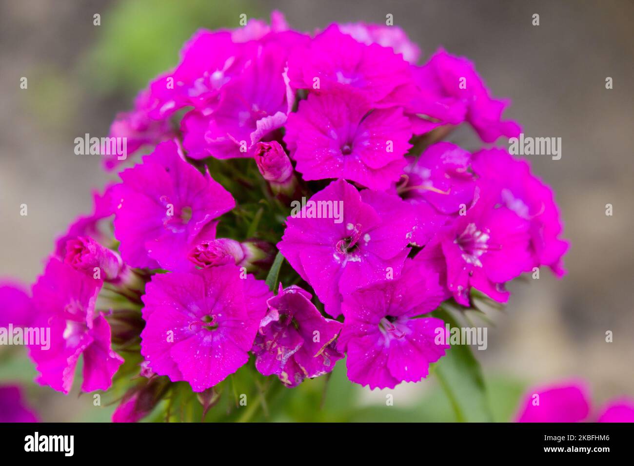Pink Phlox flower - genus of flowering herbaceous plants with beautiful bokeh, selective focus Stock Photo