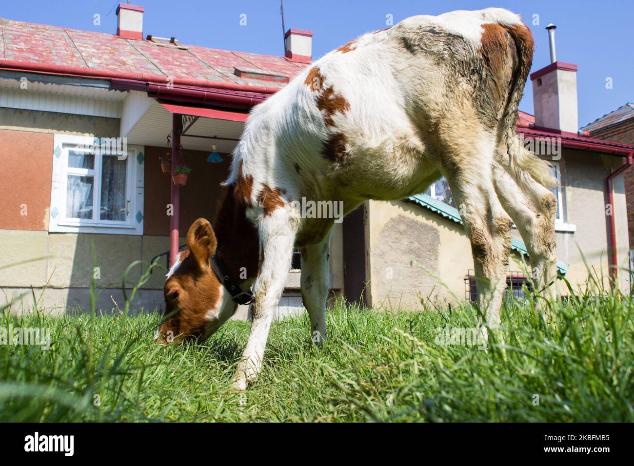 white with orange spots calf grazing in the yard Stock Photo