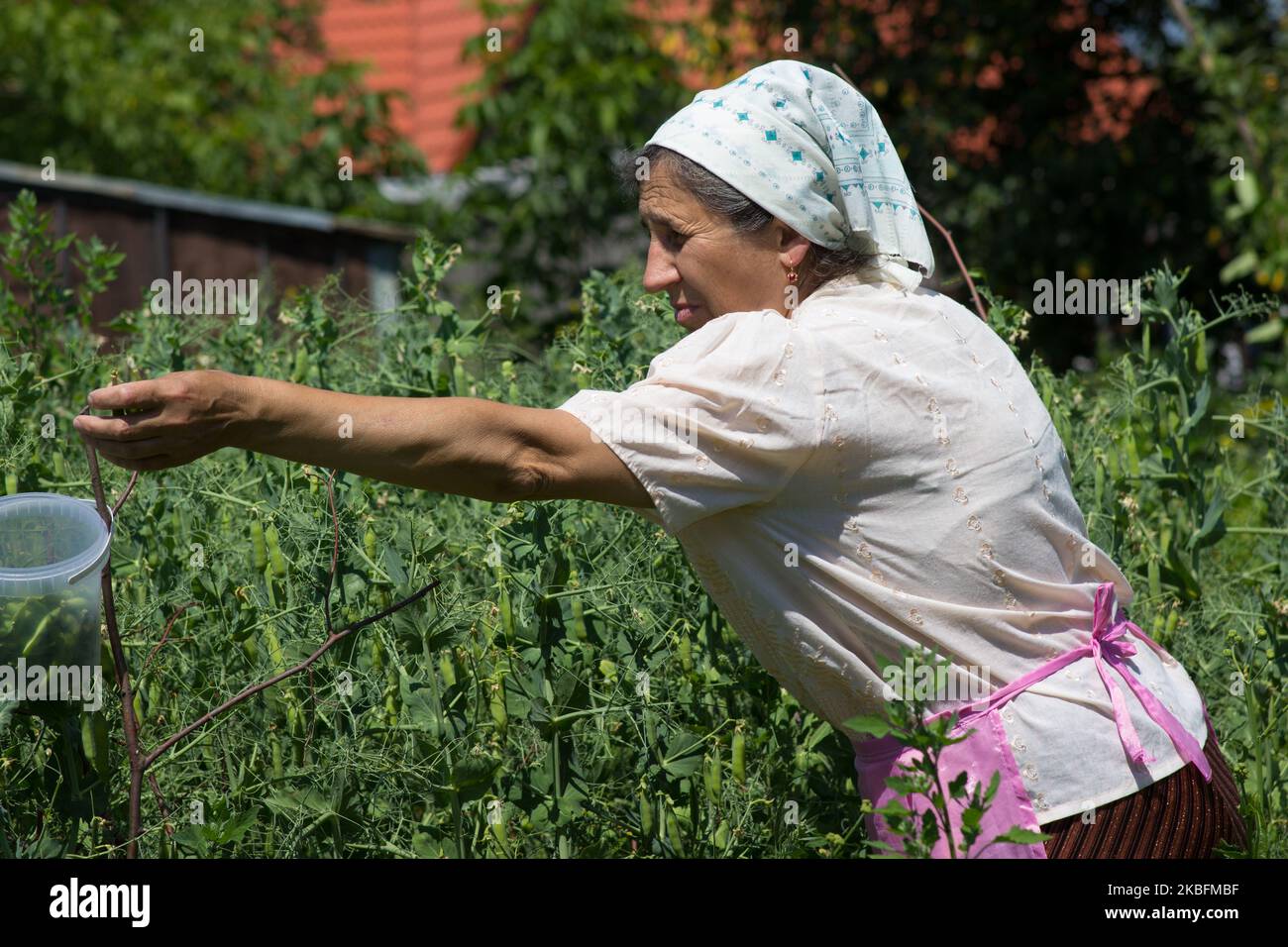 Farmer woman bucket fresh hires stock photography and images Alamy(00)