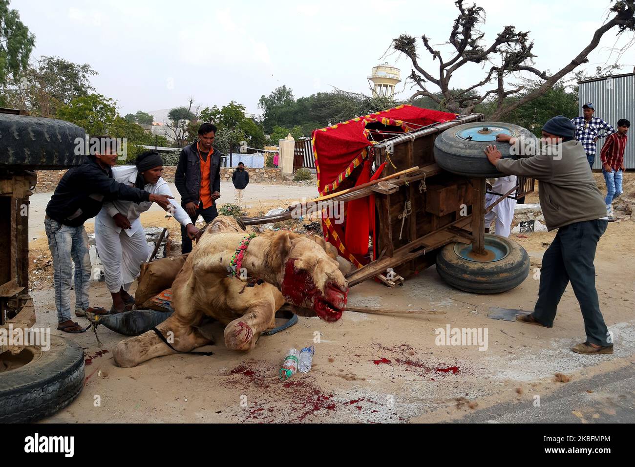 A Tractor crashed into a camel cart causing serious injuries to the camel. Due to the severe blow the cart also turned upside down in Pushkar, Rajasthan, India on 28 January 2020. (Photo by STR/NurPhoto) Stock Photo