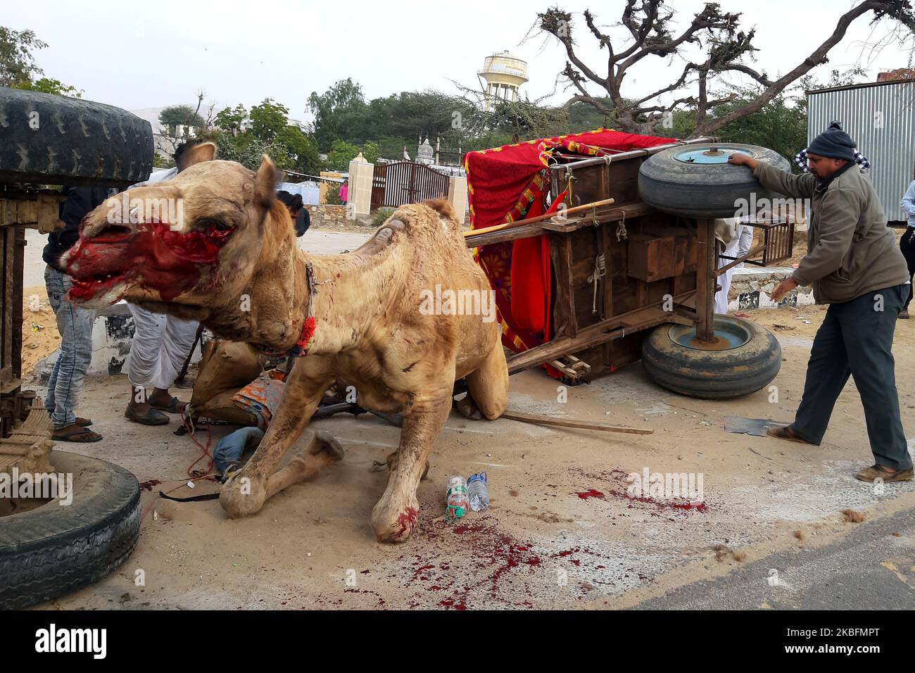A Tractor crashed into a camel cart causing serious injuries to the camel. Due to the severe blow the cart also turned upside down in Pushkar, Rajasthan, India on 28 January 2020. (Photo by STR/NurPhoto) Stock Photo