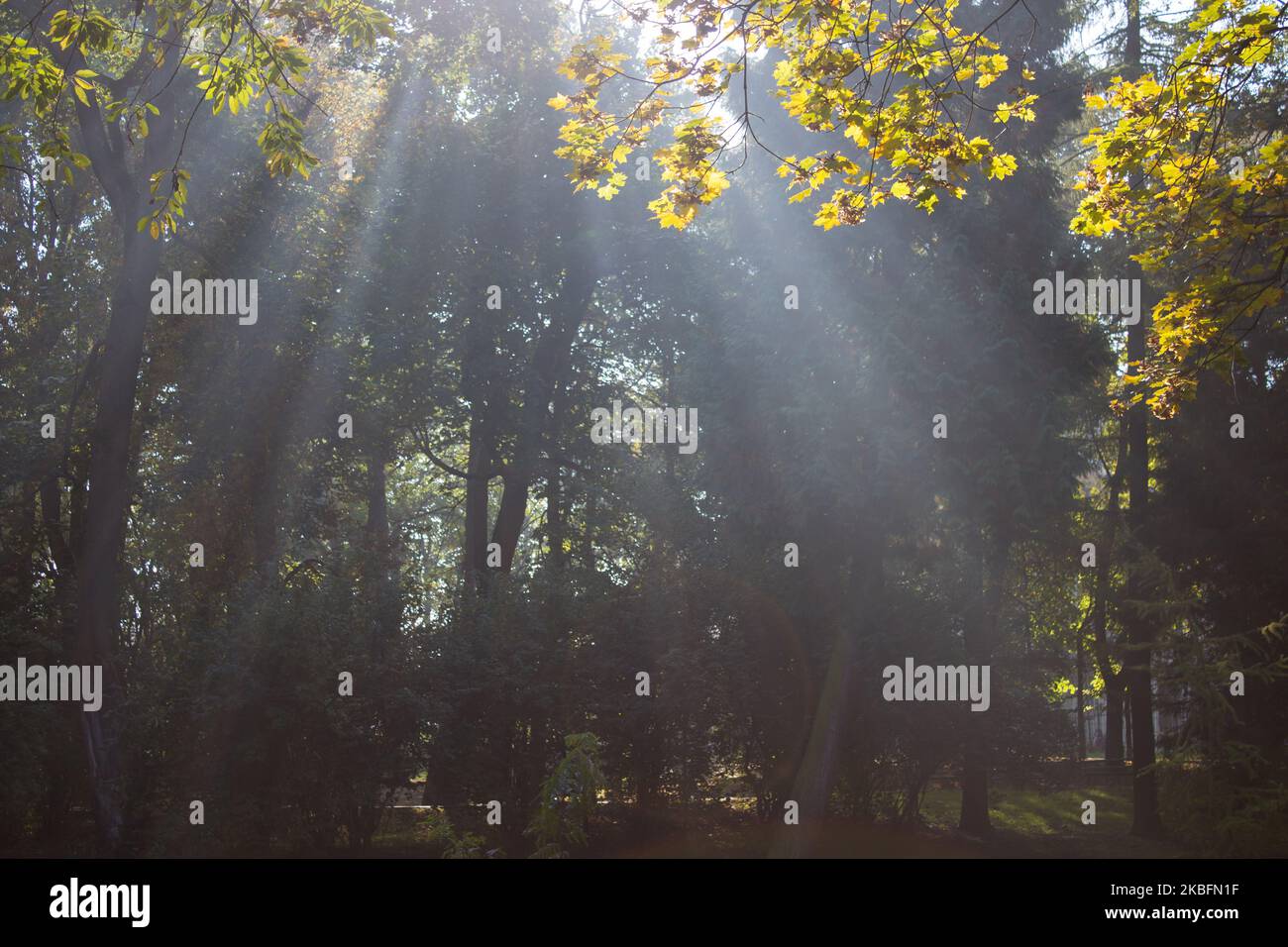 light of the sun shines in autumn city park Stock Photo