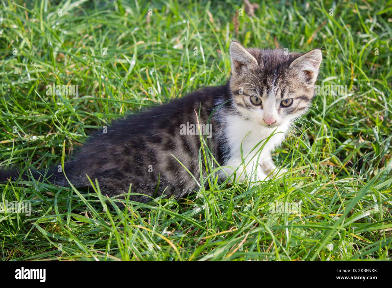 A little cute kitten playing in the green grass Stock Photo - Alamy