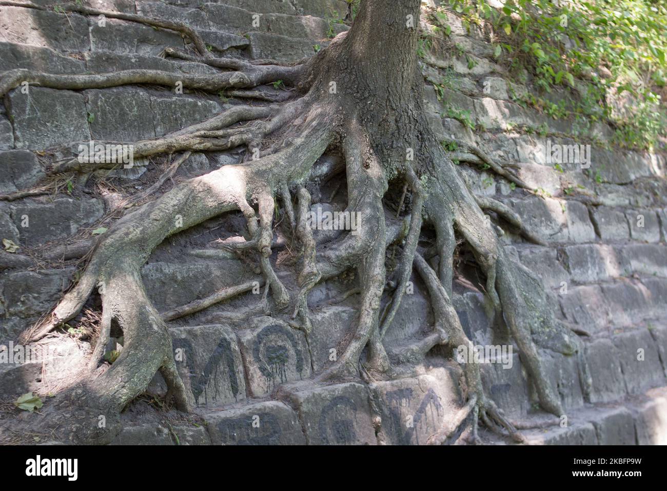 Roots growing into rock hi-res stock photography and images - Alamy