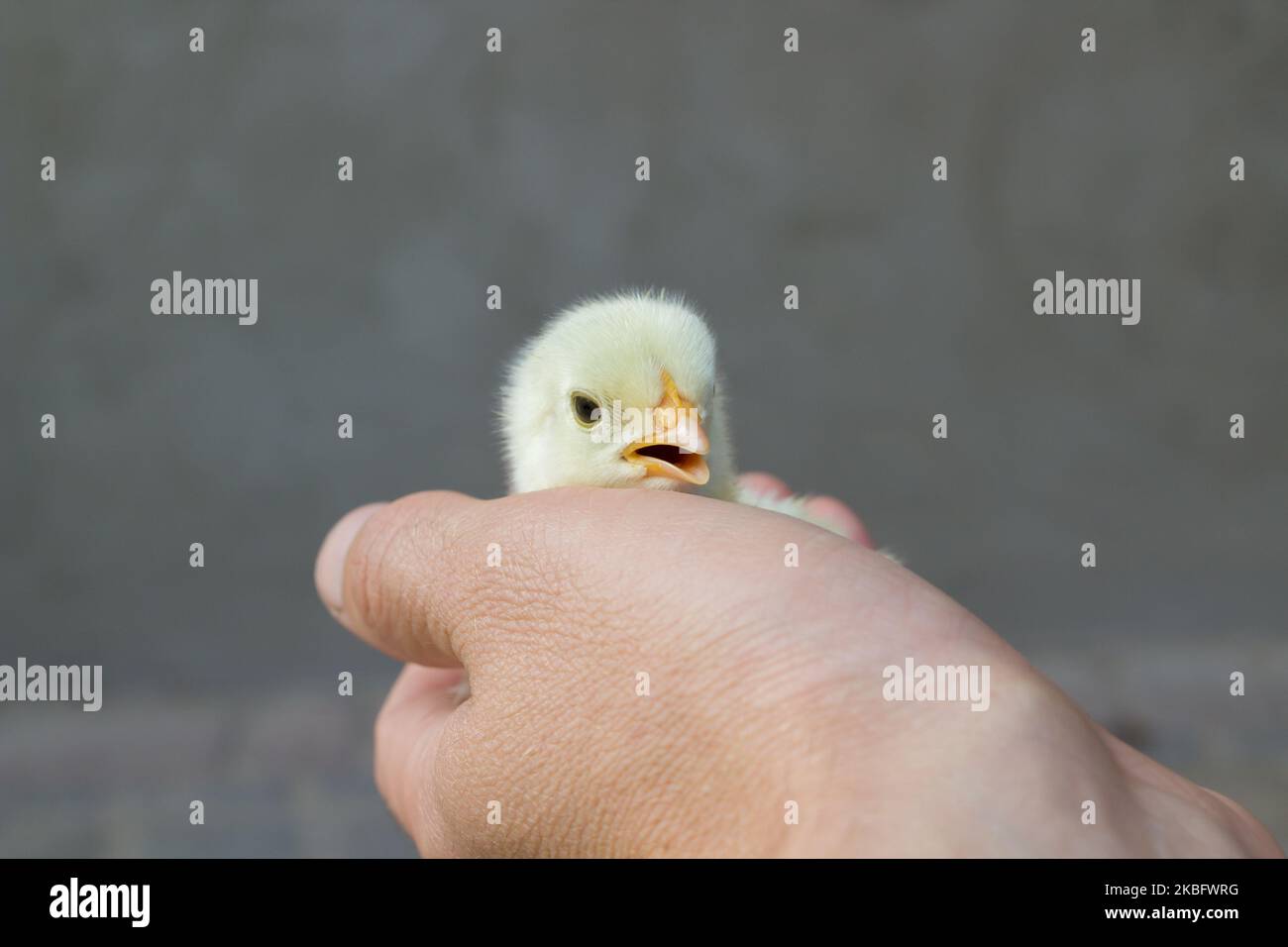 holding in hands beautiful spring chicken little Stock Photo