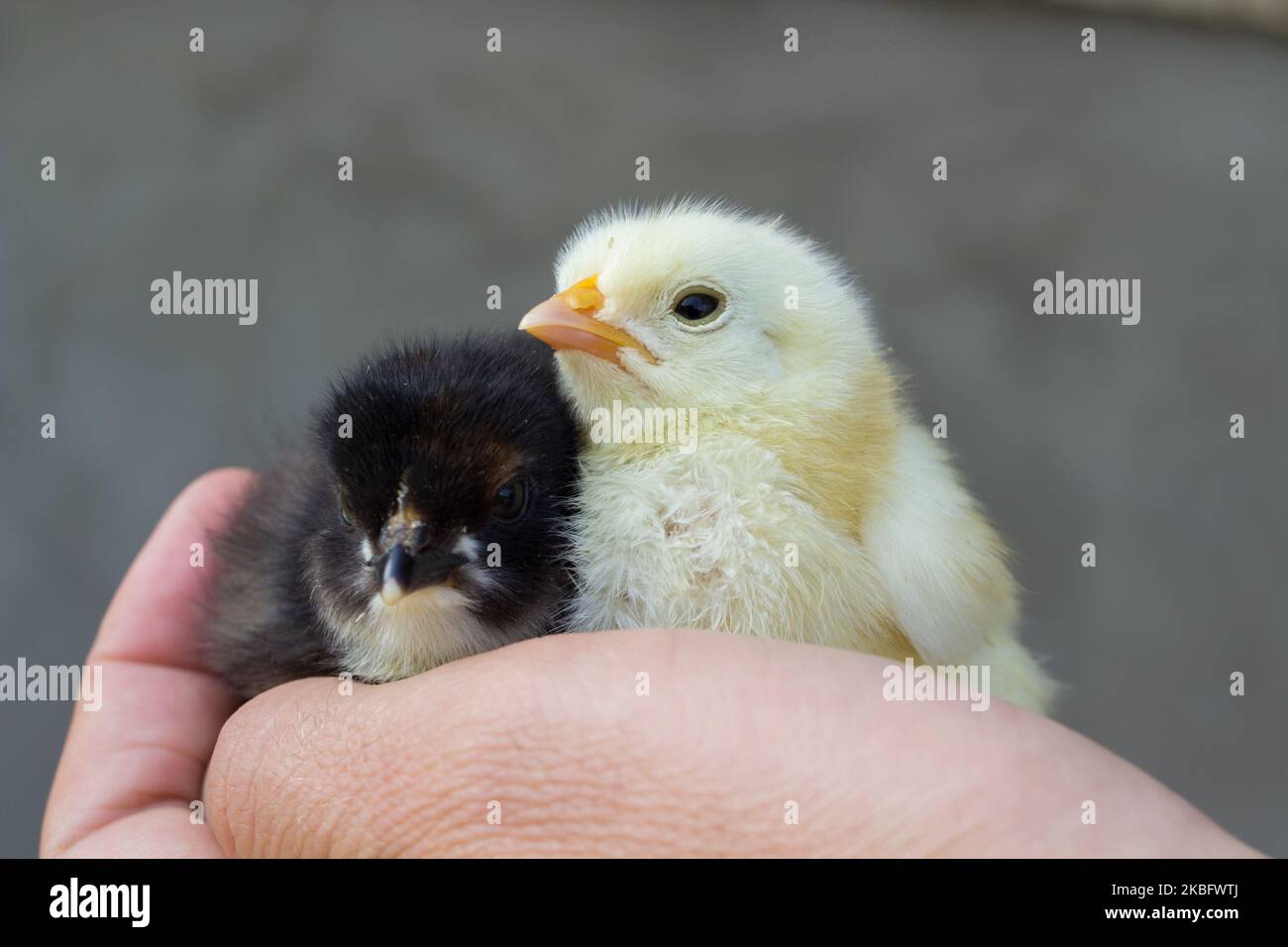a pair of newborn chicks white and black hands Stock Photo