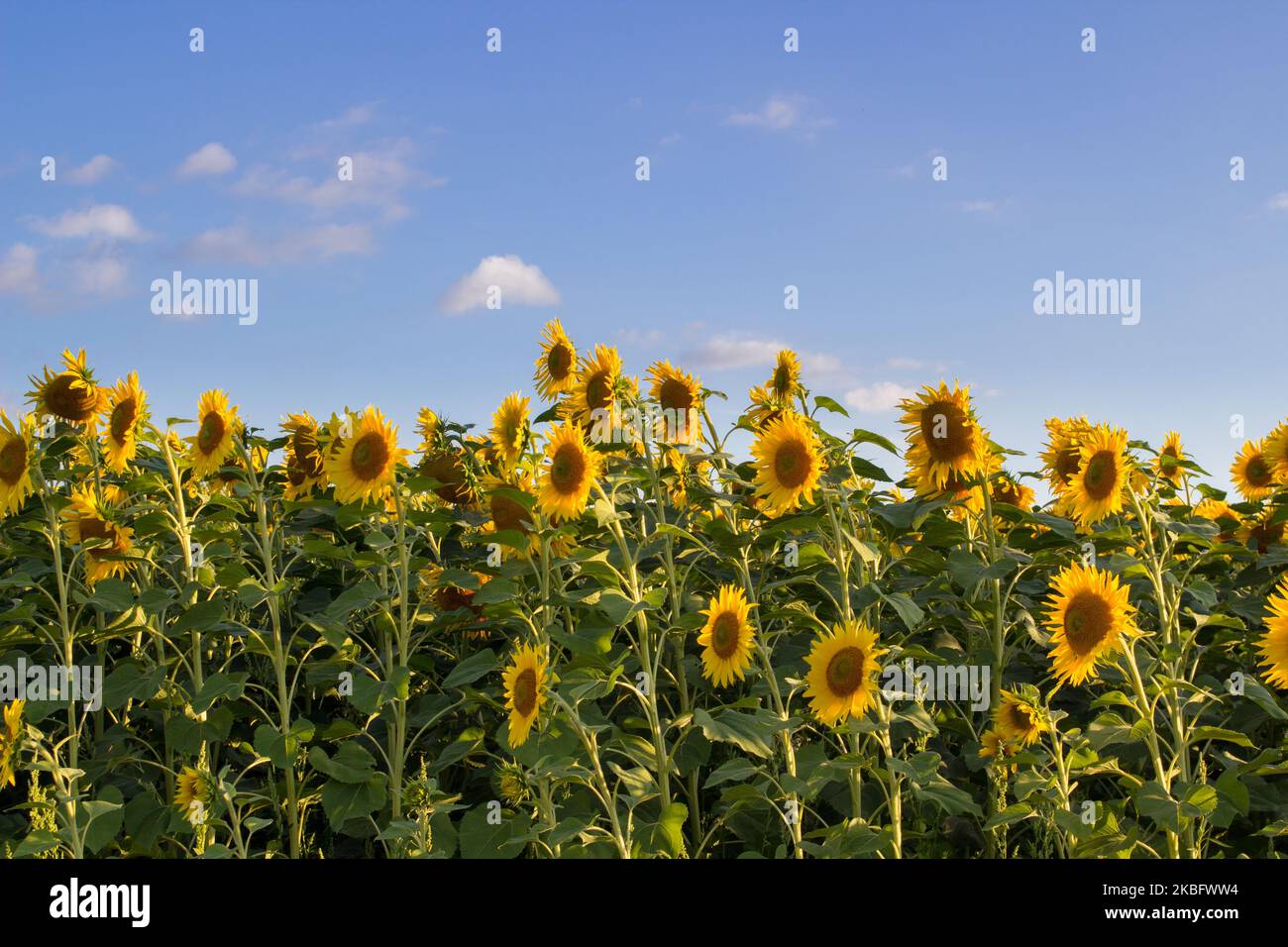 tall sunflowers growing in the field of agriculture Stock Photo - Alamy
