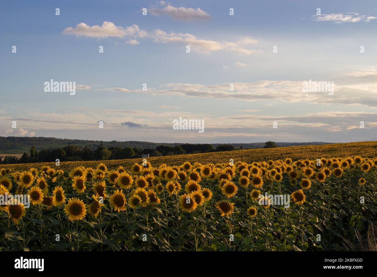 landscape sunflower field on a hill outside the village Stock Photo - Alamy