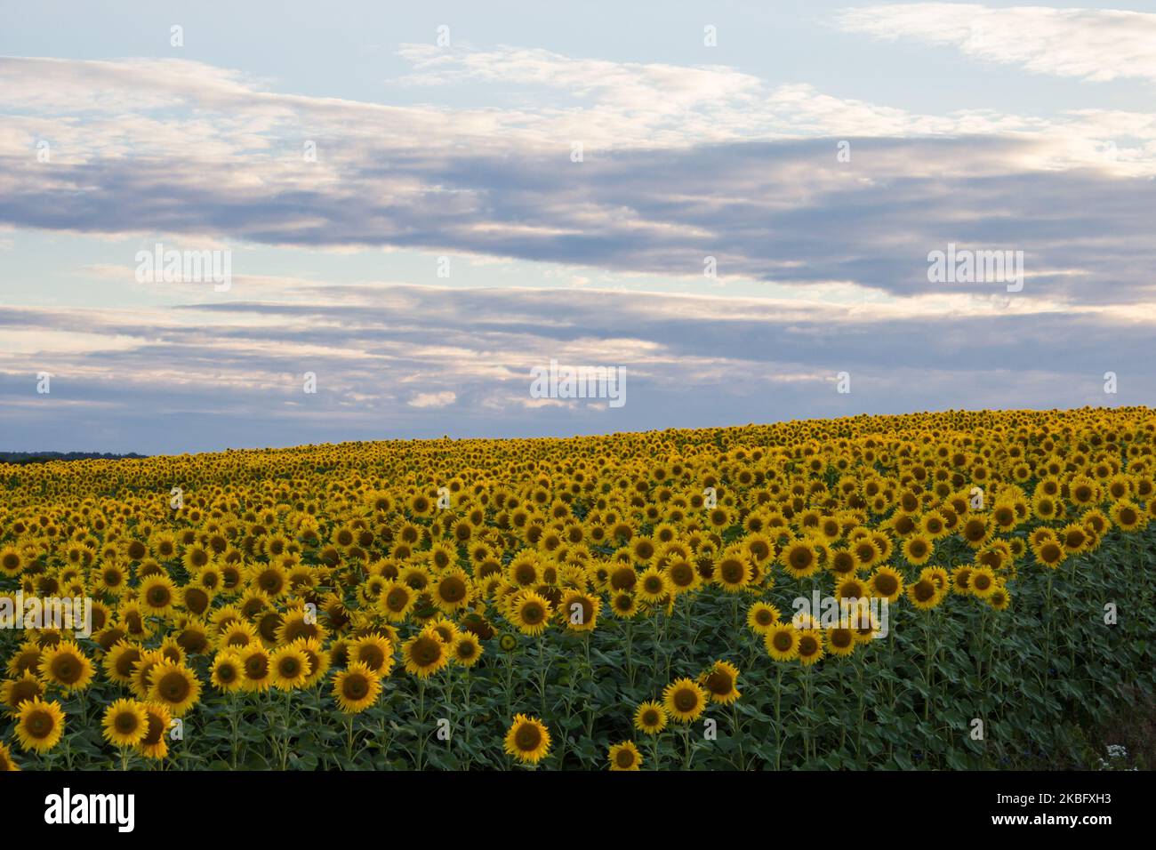 Beautiful landscape sunflower field hi-res stock photography and images ...