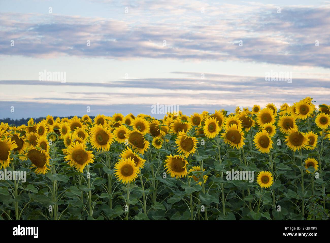field of sunflowers in the field in the afternoon Stock Photo - Alamy