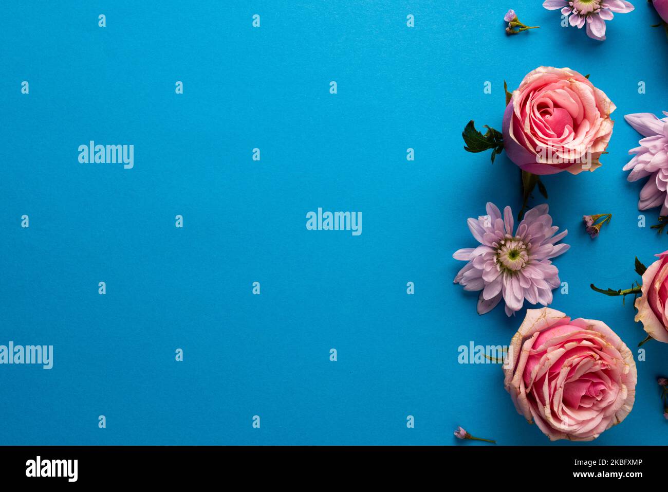 Composition of roses on blue background Stock Photo