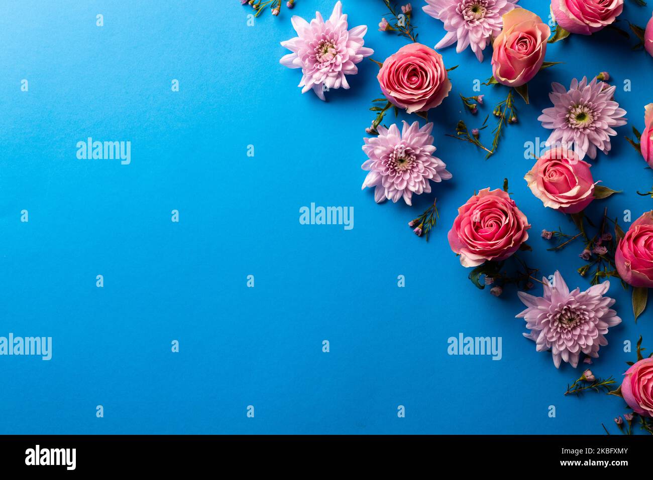 Composition of roses on blue background Stock Photo