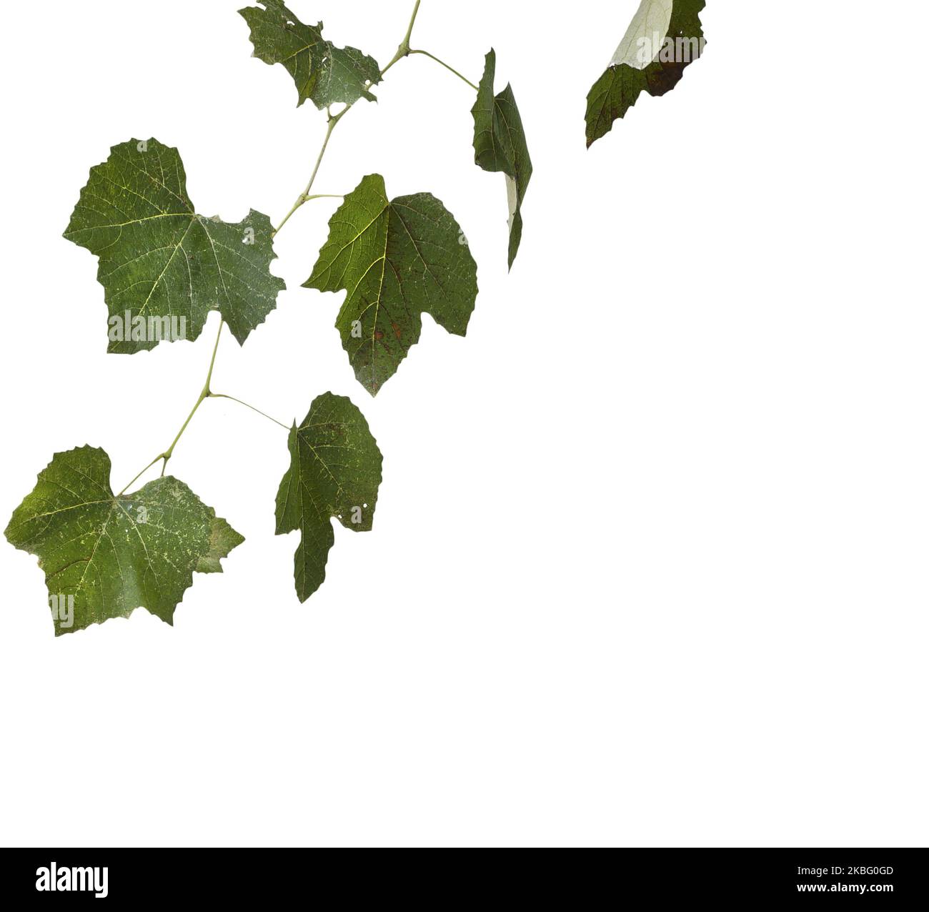 a branch with vine leaves on a transparent background Stock Photo