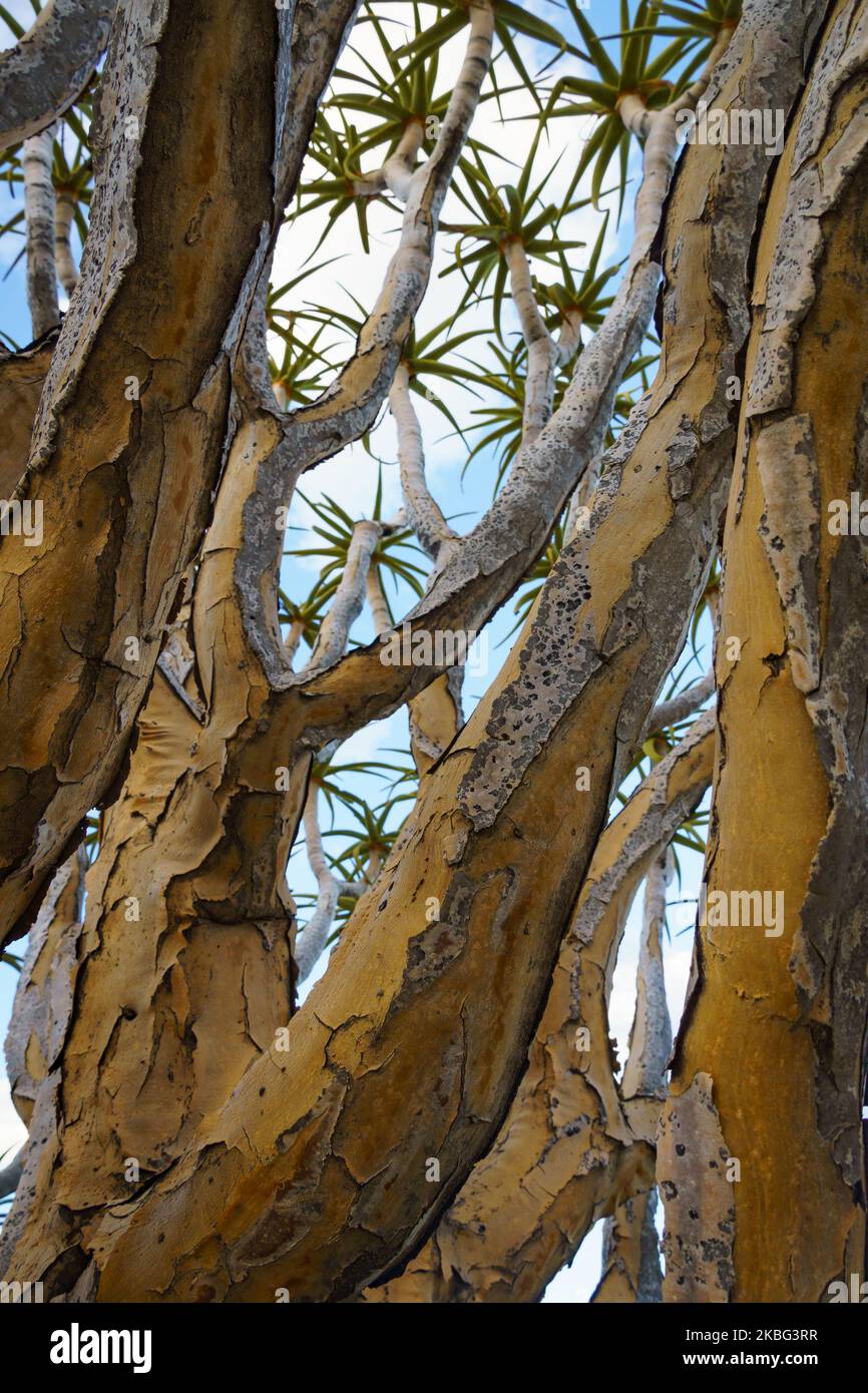 Quiver tree or kokerboom (Aloidendron dichotomum formerly Aloe dichotoma) Kenhardt, Northern Cape, South Africa. Stock Photo