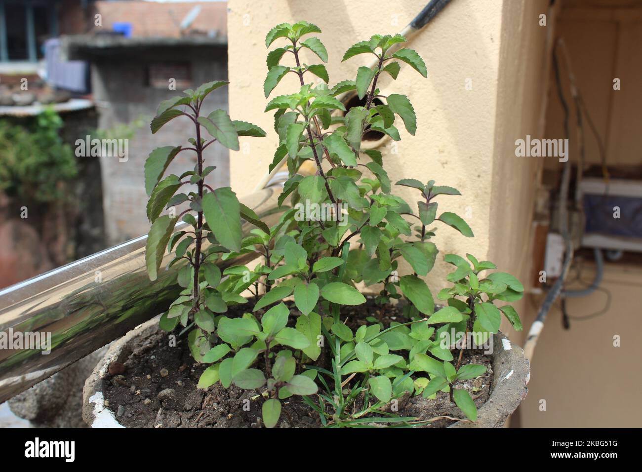 Tulsi in a Terracotta pot.Ocimum tenuiflorum, commonly known as holy