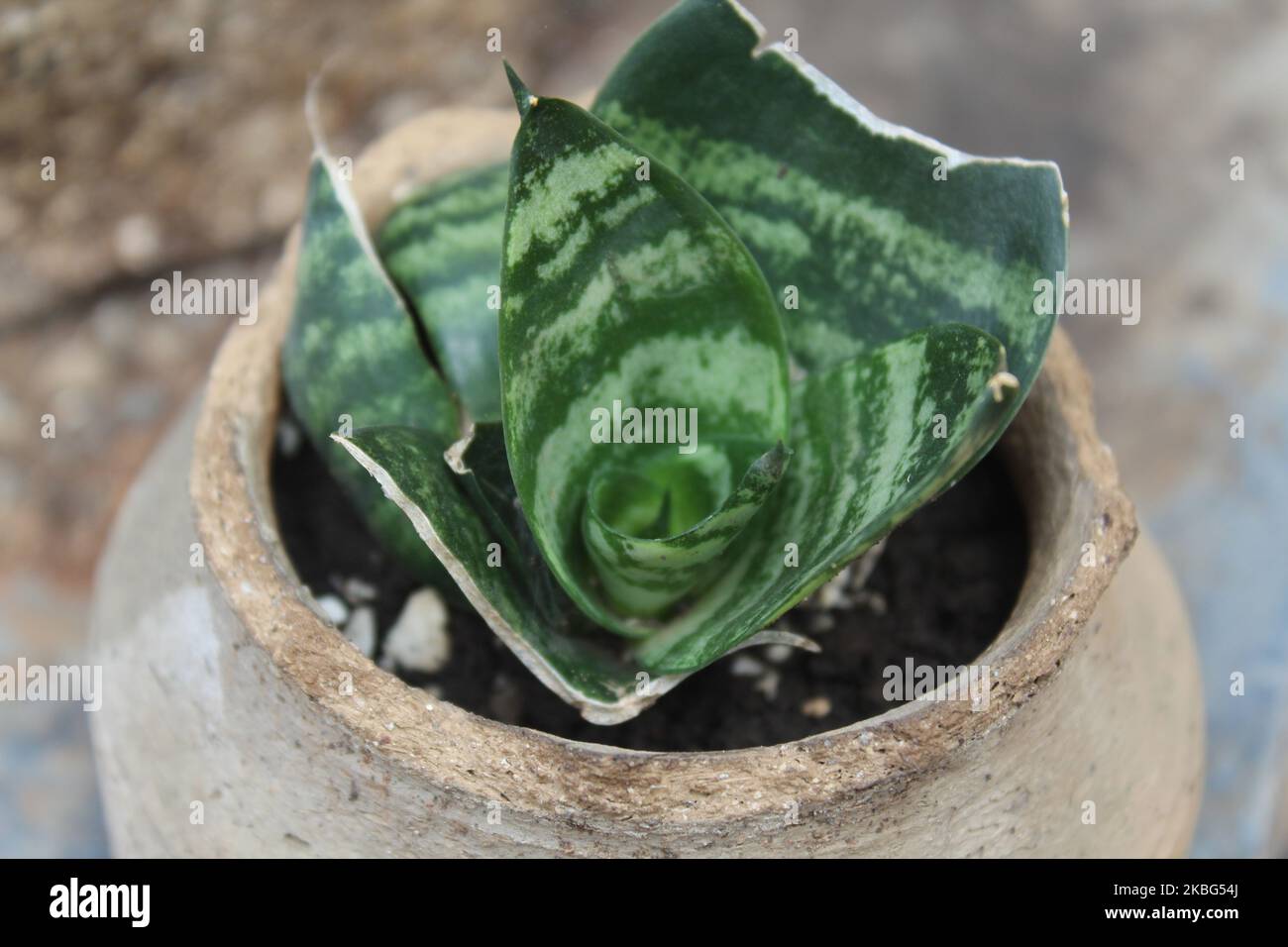Dwarf variety snake plant in a small pot Stock Photo