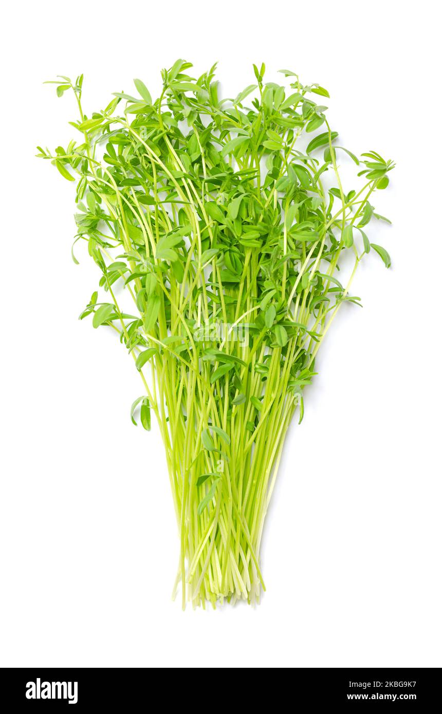 Bunch of fresh brown lentil microgreens. Ready-to-eat seedlings, shoots and young plants of a variety of Lens culinaris or also Lens esculenta. Stock Photo