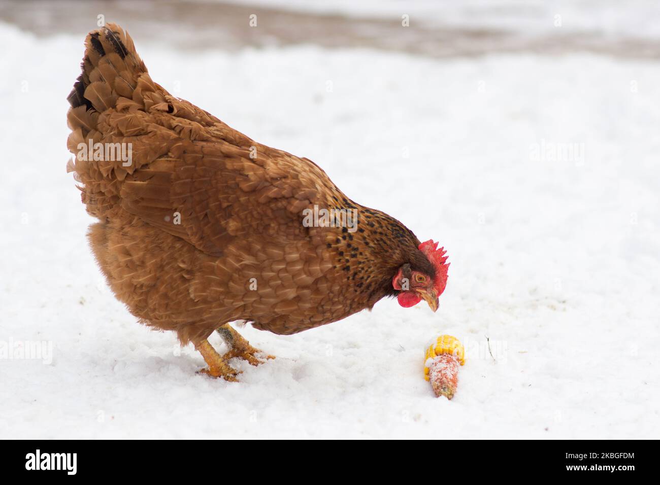 chicken eating corn on the snow in winter Stock Photo